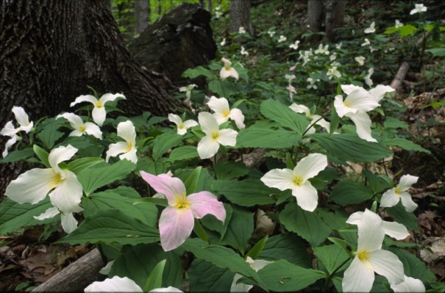 72_april30poetry-photo---trillium